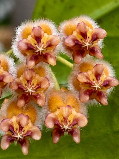Hoya praetorii H438