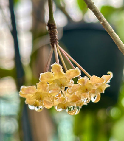 Hoya erythrina H24
