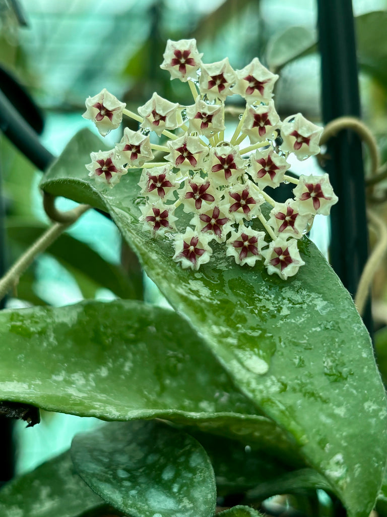 Hoya phuwaensis H317