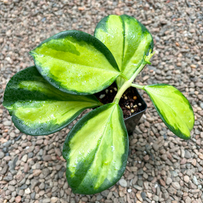 Hoya subquintuplinervis (variegata) H392