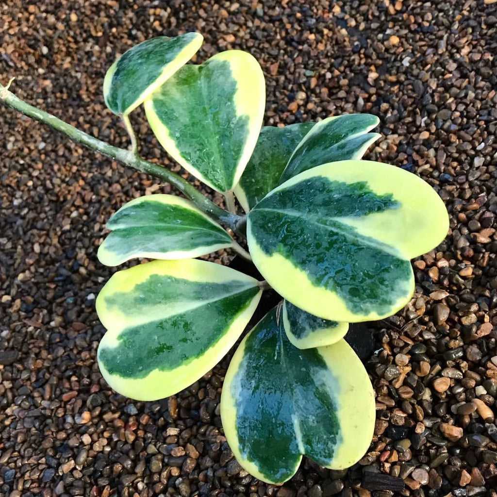 Hoya kerrii (albomarginata) H48