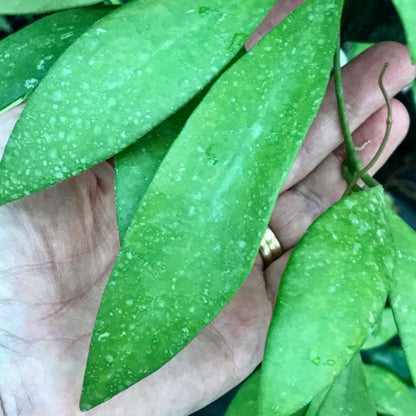 Hoya sp. IPPS6255 IML 1191 H311