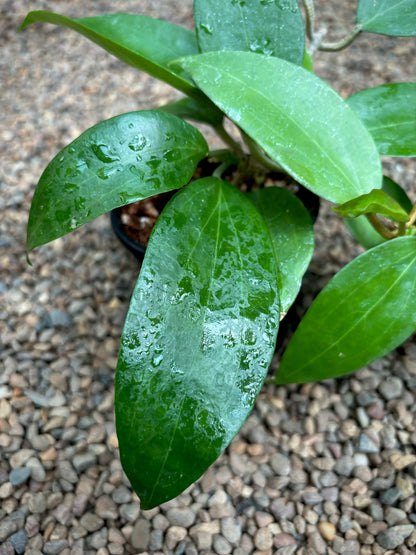 Hoya nicholsoniae Kuranda IML 0039 H72