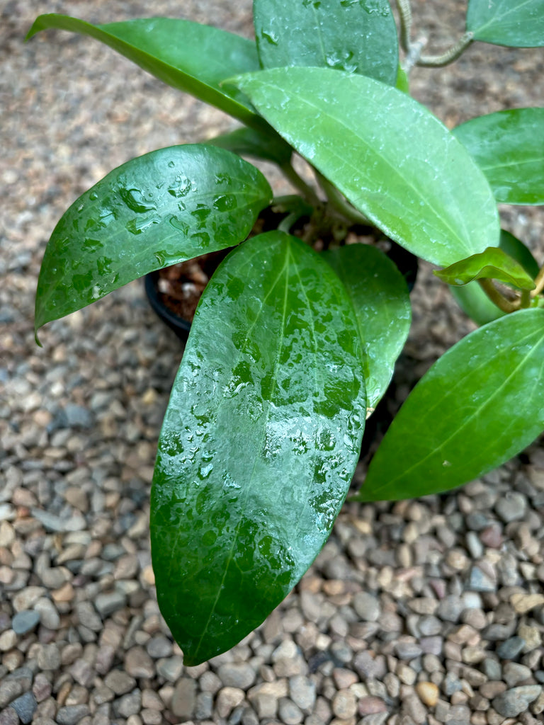 Hoya nicholsoniae Kuranda IML 0039 H72