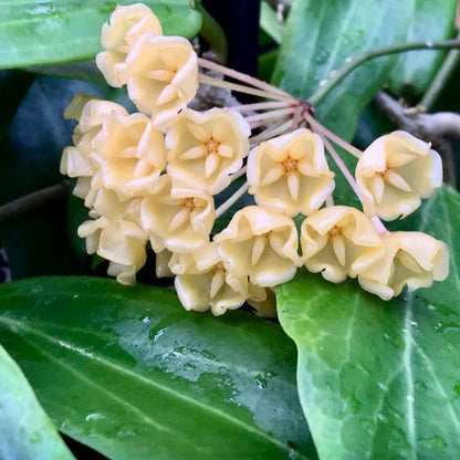 Hoya blashernaezii Philippines IML 1631 H27