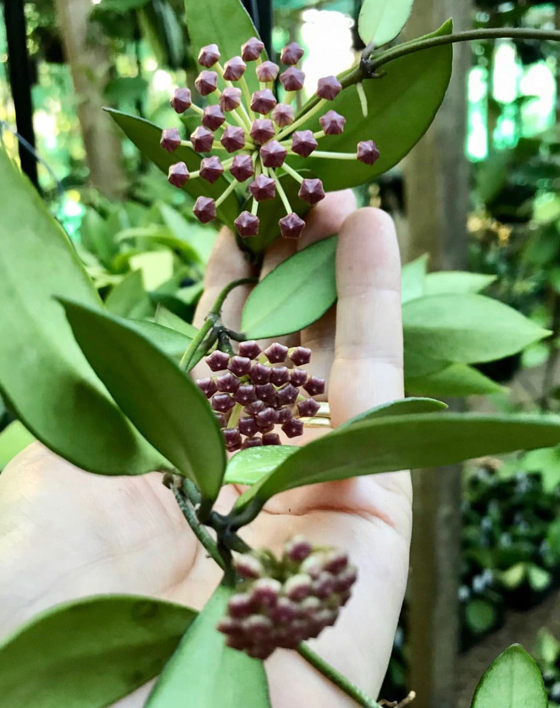Hoya memoria IML 0107 H109