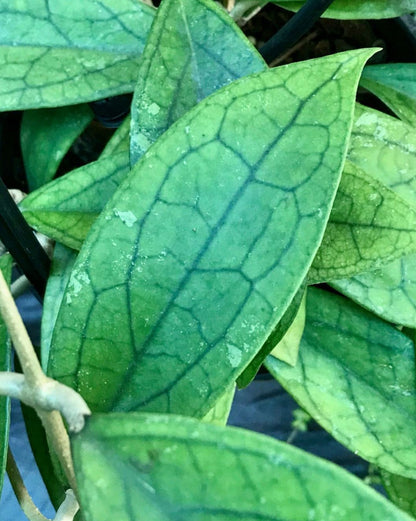 Hoya finlaysonii H265