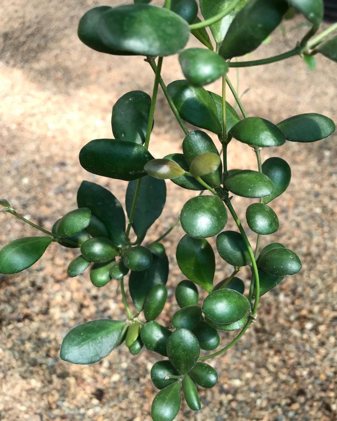 Hoya panchoi Philippines IML 0260 H137