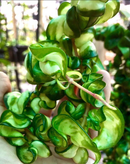Hoya compacta Indian Rope - inside variegate H42