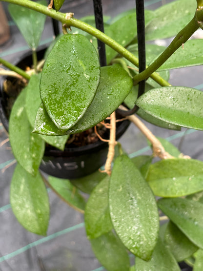 Hoya diversifolia H151