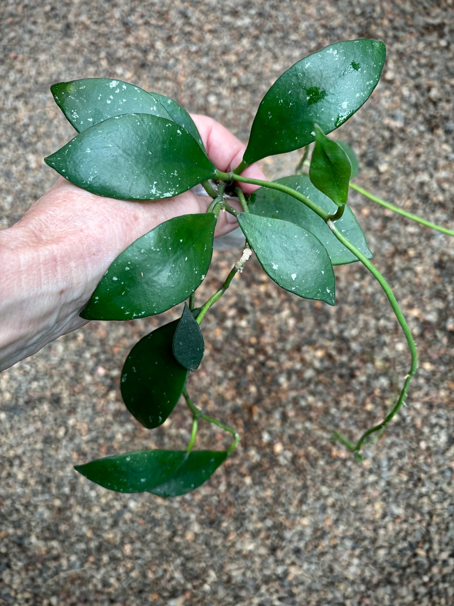 Hoya rundumensis H264