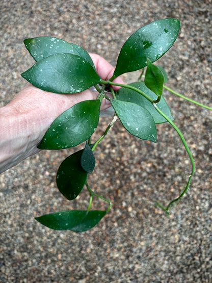 Hoya rundumensis H264