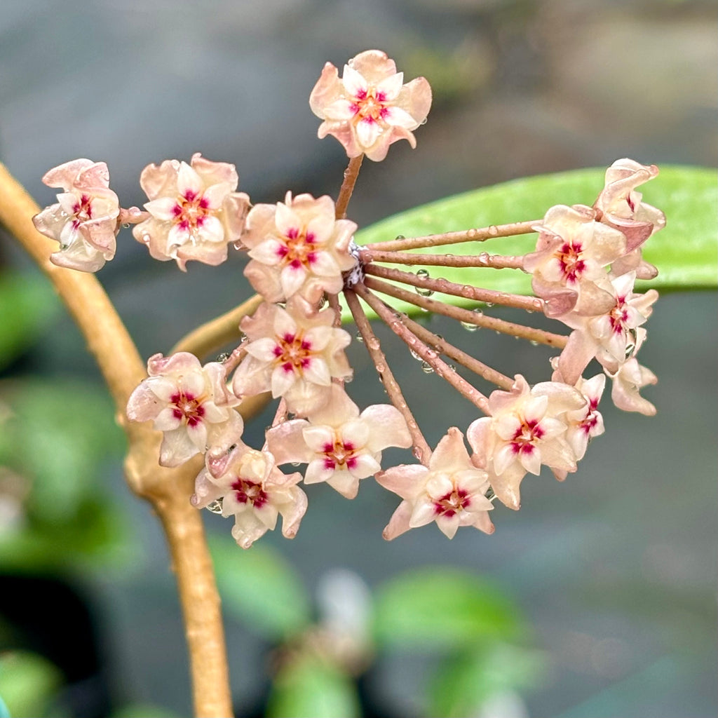 Hoya verticillata bronze H189