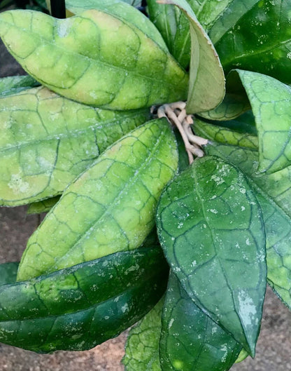Hoya sp. Thailand IML 1398 H133