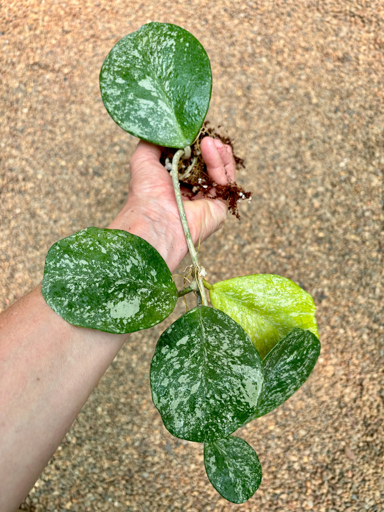 Hoya obovata (splash) H272