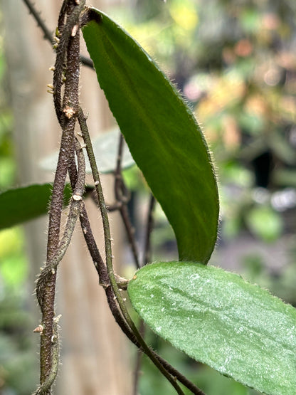 Hoya caudata v crassifolia H200
