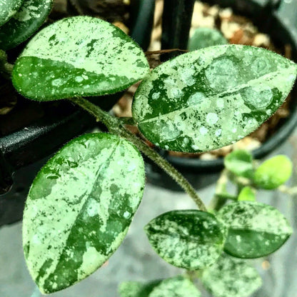 Hoya 'Mathilde' (splash) H292