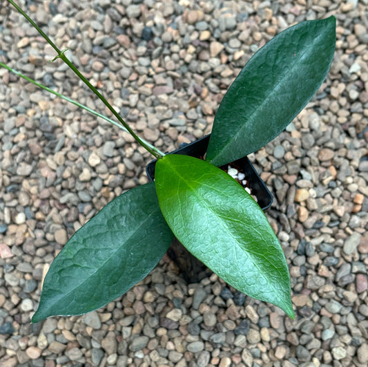 Hoya sp. NS05-056 Tufi PNG IML 1860 H359