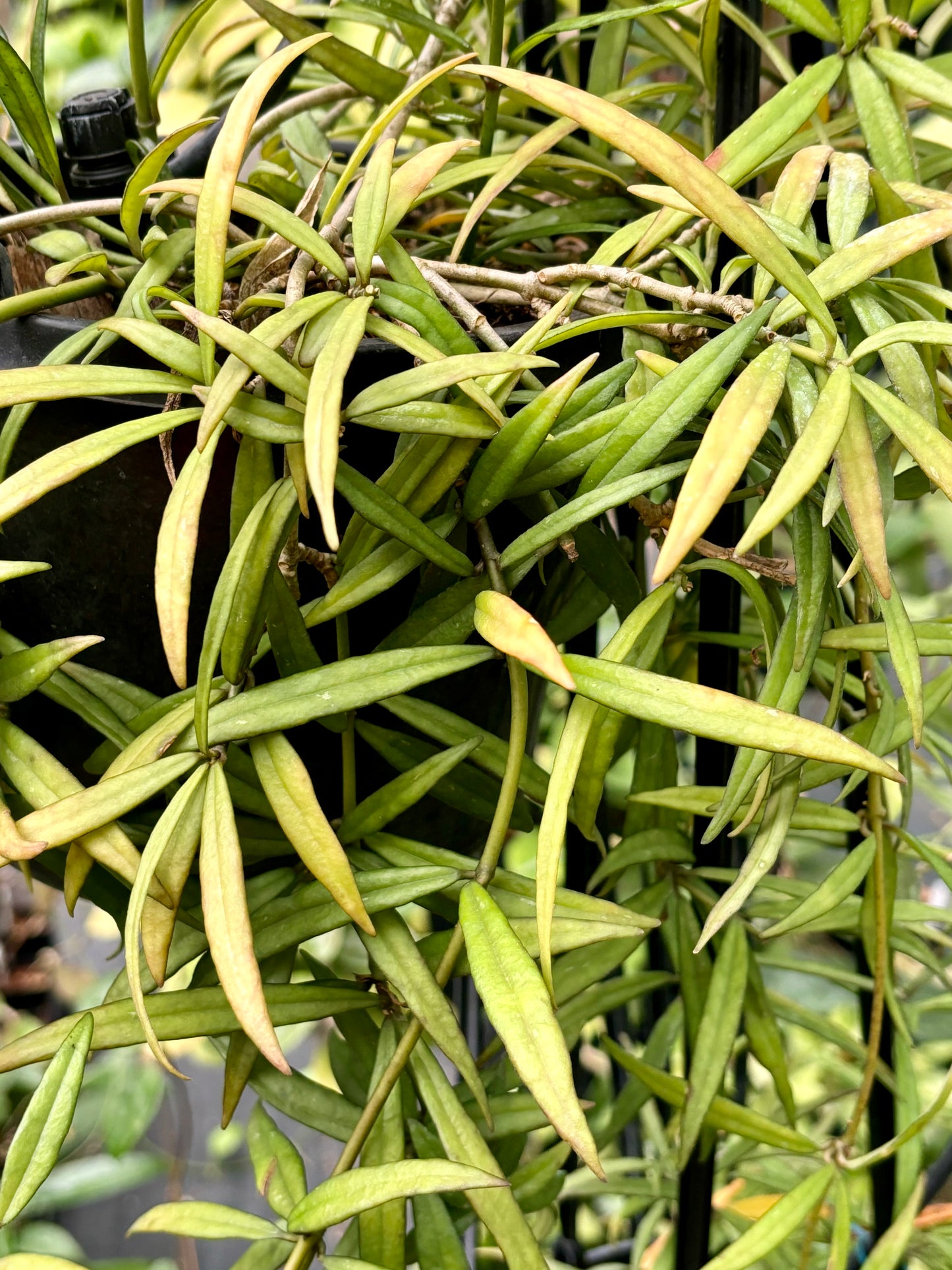 Hoya pauciflora H11