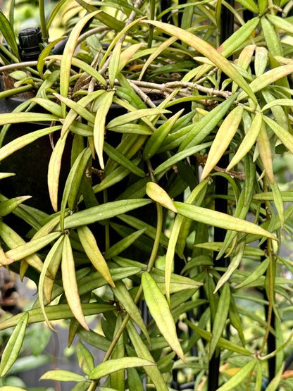 Hoya pauciflora H11