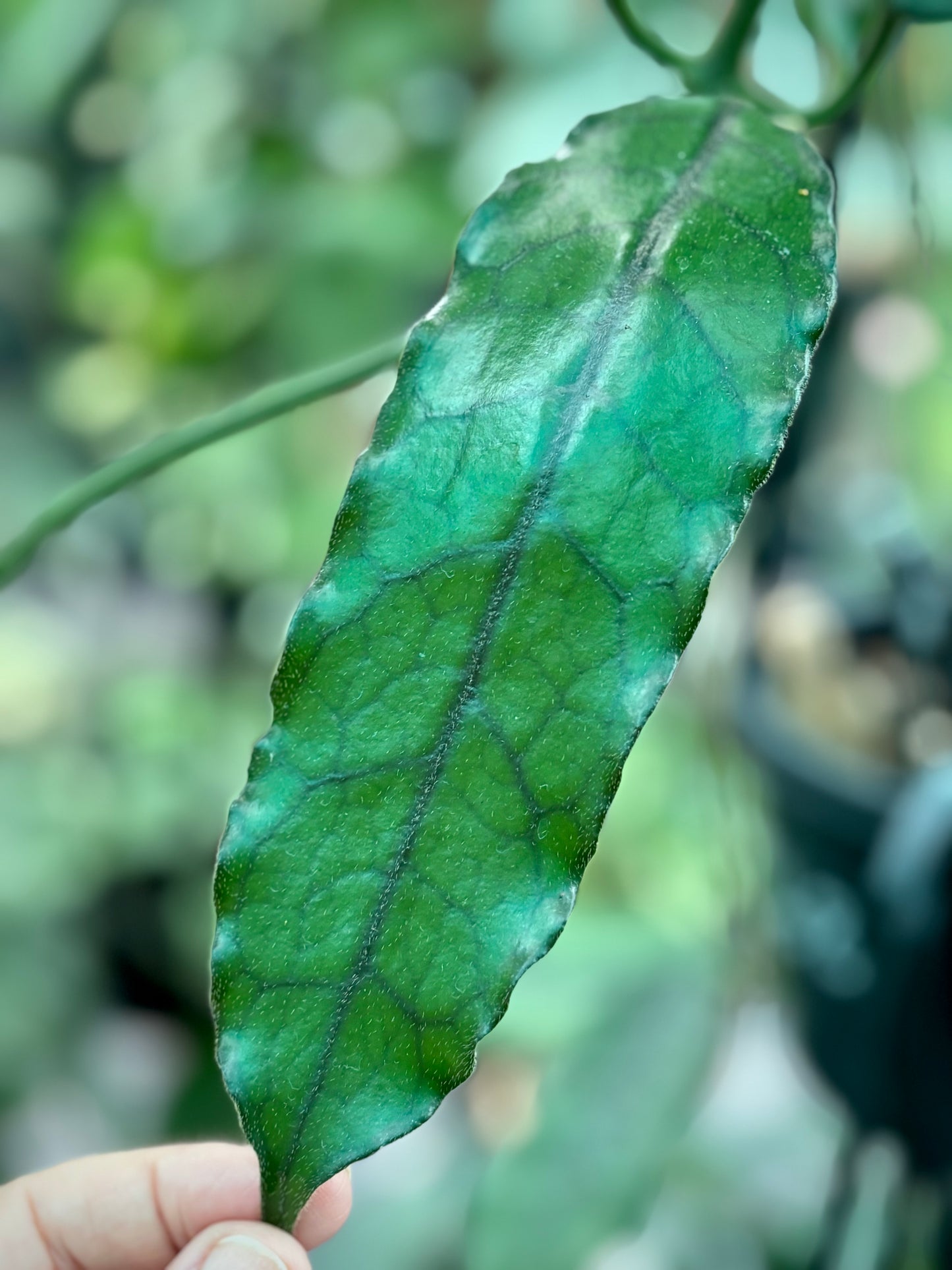 Hoya villosa H268