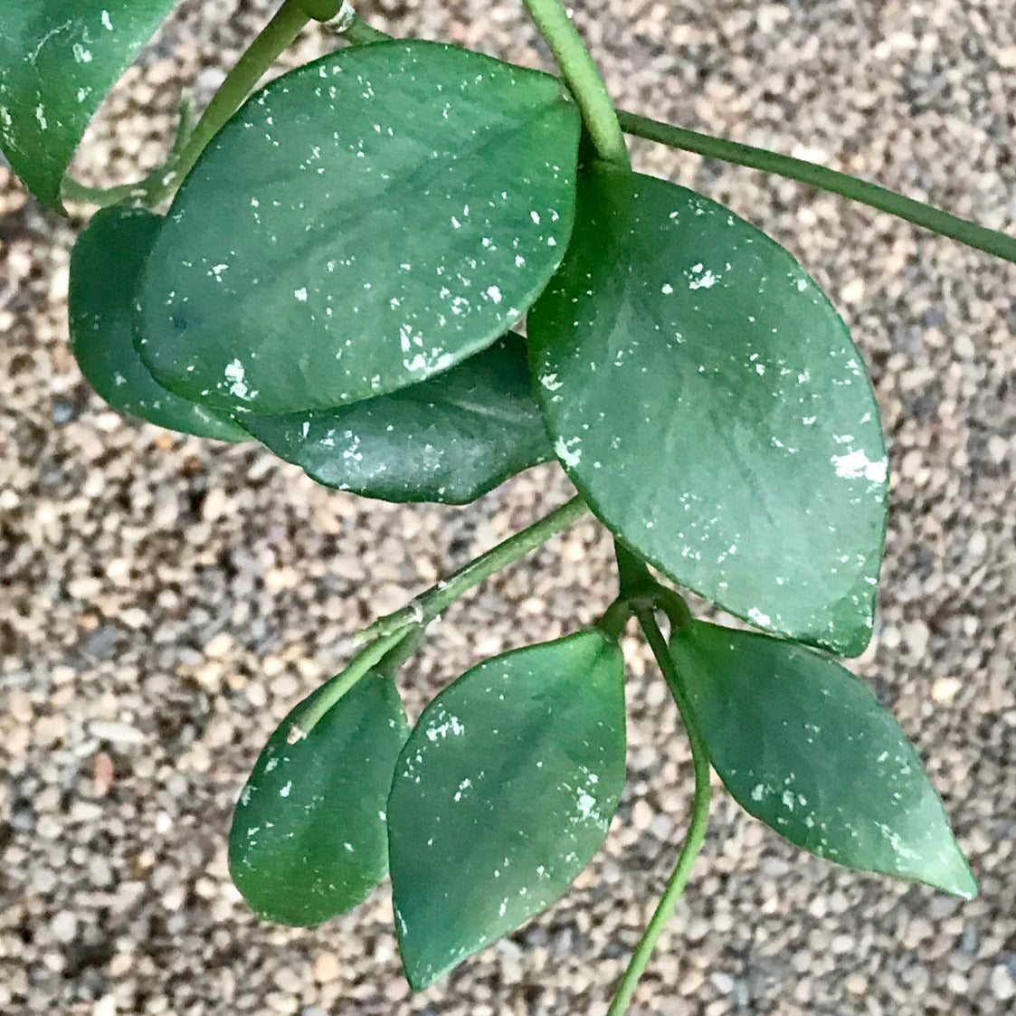Hoya rundumensis IML 0557 H81