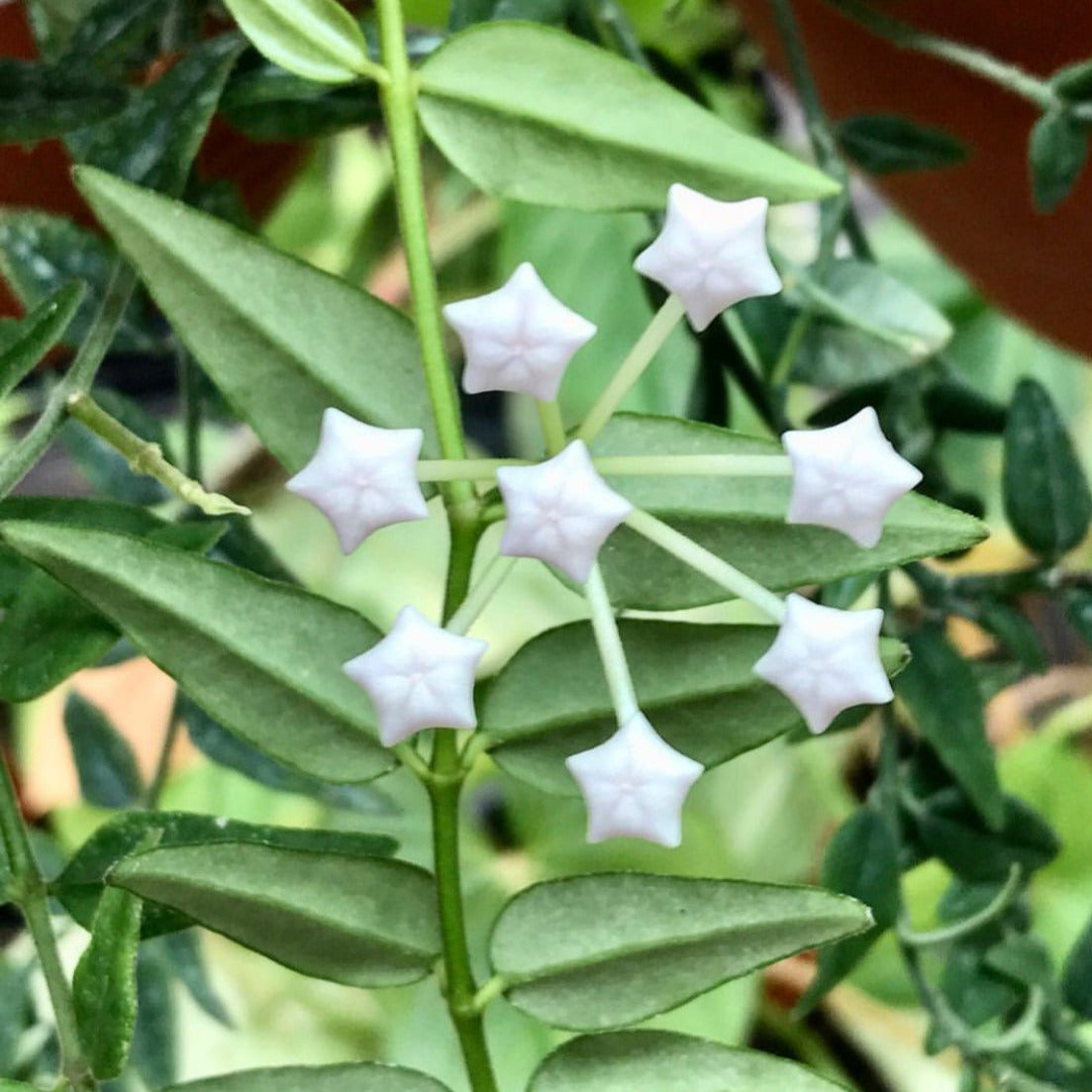 Hoya bella H187