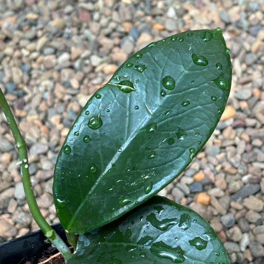 Hoya sp. Timor Leste H462