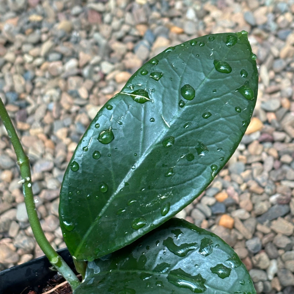 Hoya sp. Timor Leste H462