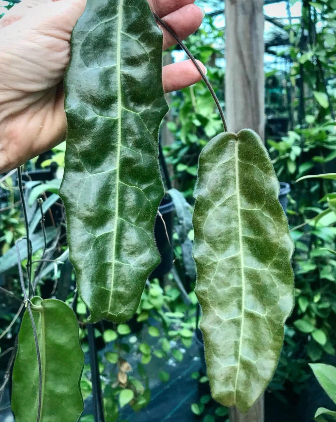 Hoya hypolasia Madang PNG IML 1155 H164
