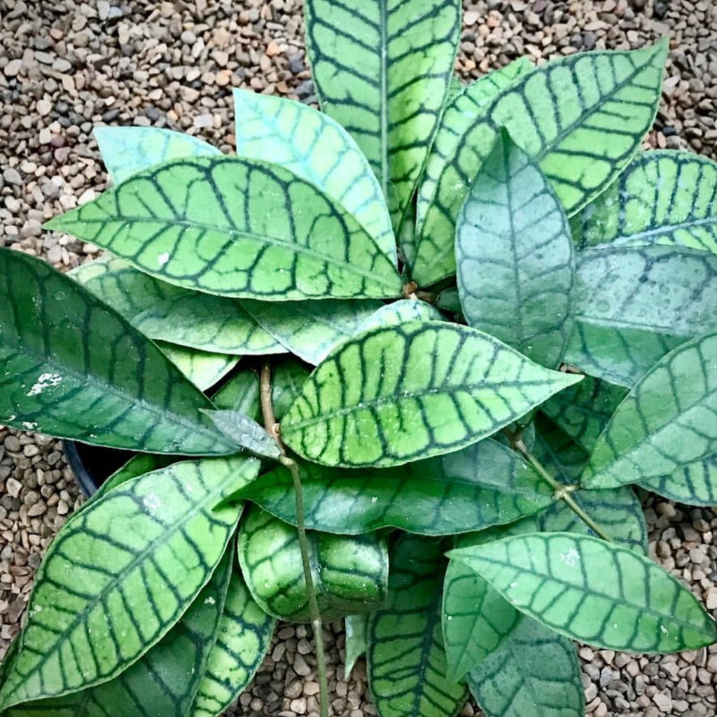 Hoya sp. Kalimantan IML 1168 H141