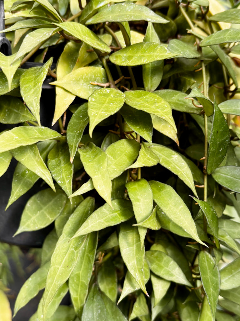Hoya lacunosa H13