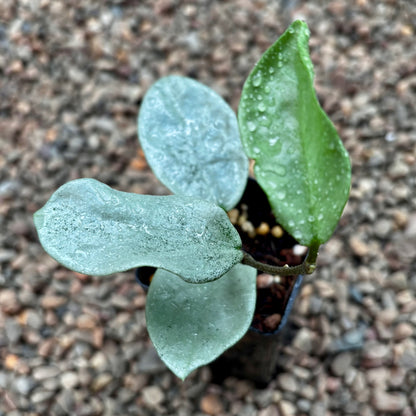 Hoya carnosa 'Nova Ghost' H479