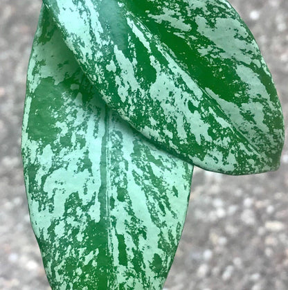 Hoya pubicalyx 'Purple Hybrid' IML 0049 H75
