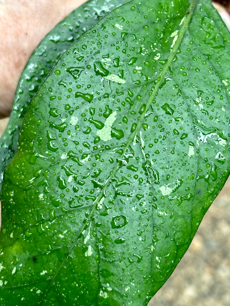 Hoya sp. Sumatra IML 1012 H122