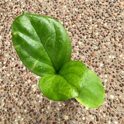 Hoya lambii H144