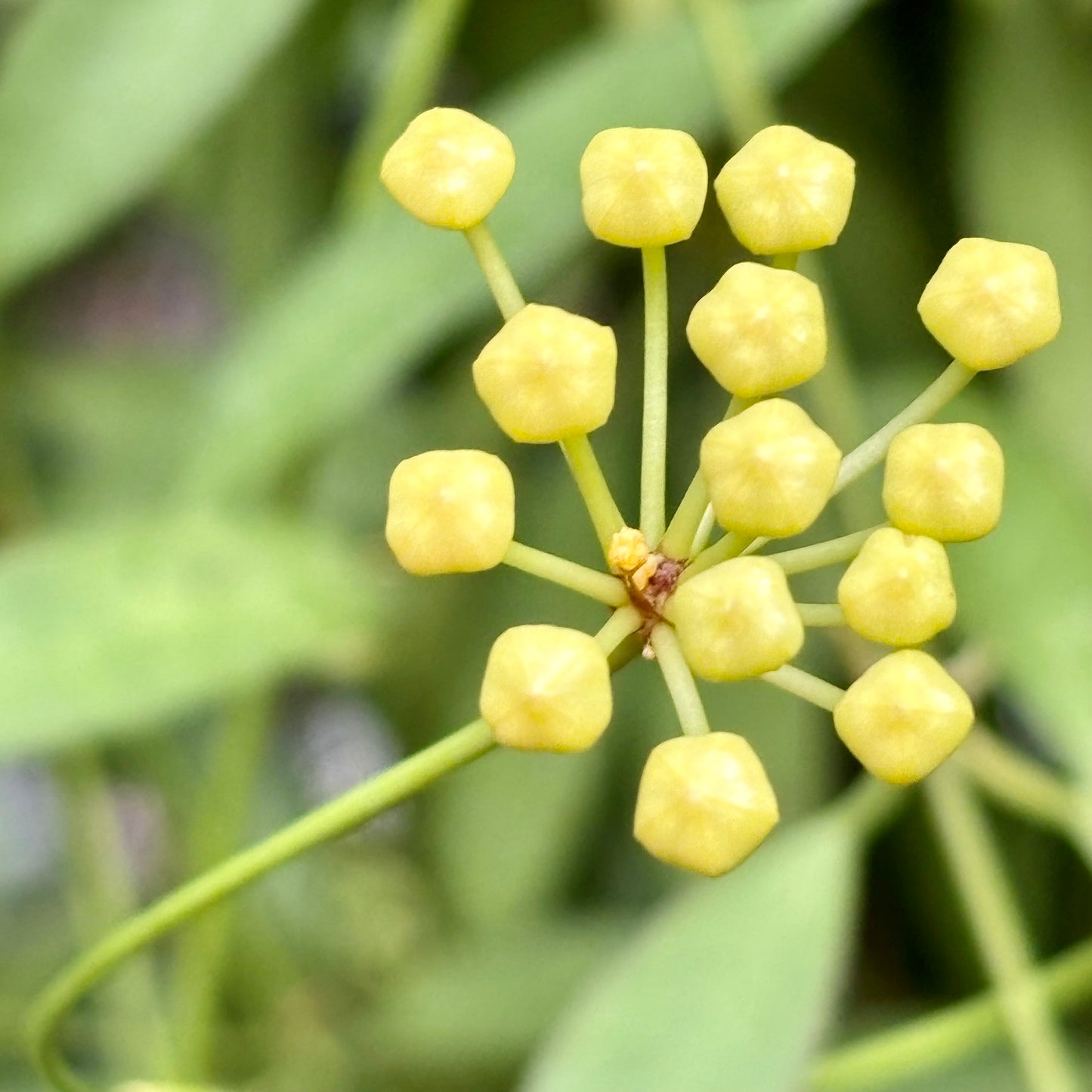 Hoya tsangii H7