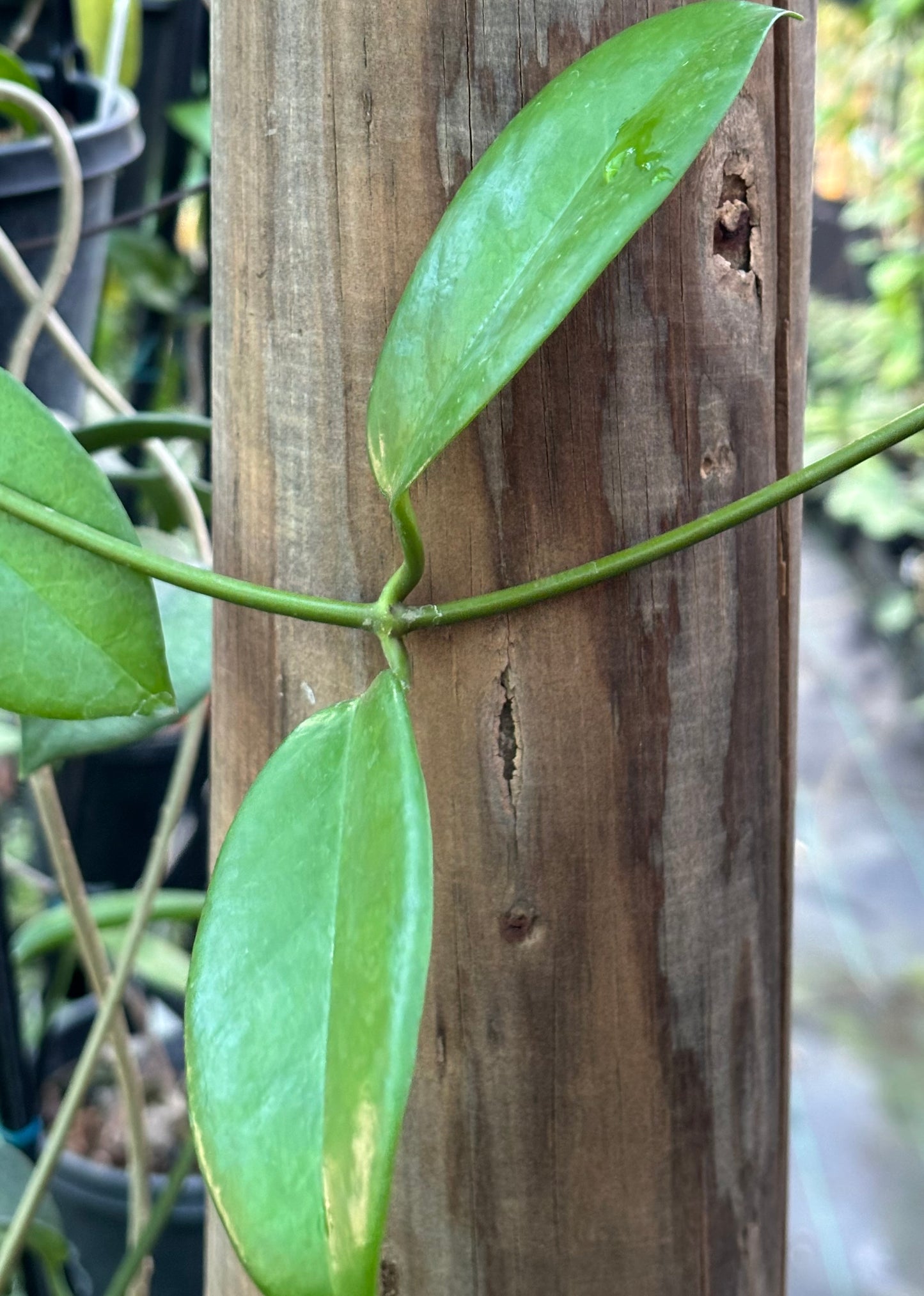 Hoya coriacea H215
