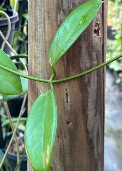 Hoya coriacea H215