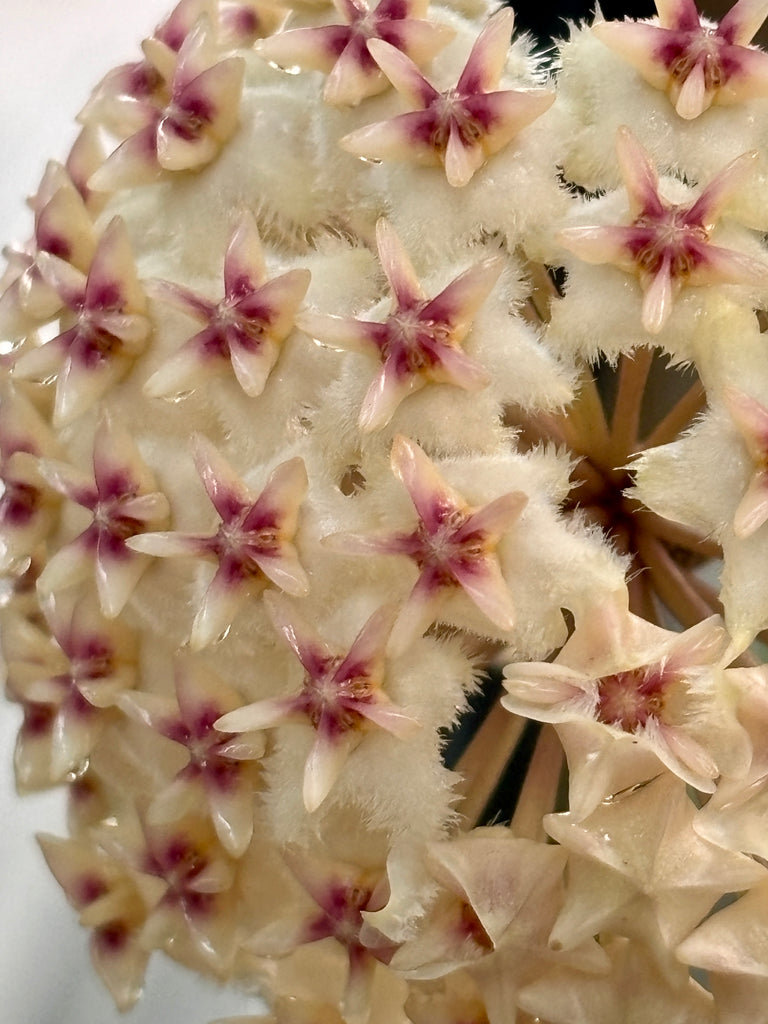 Hoya erythrostemma 'white' IML 1428 H230