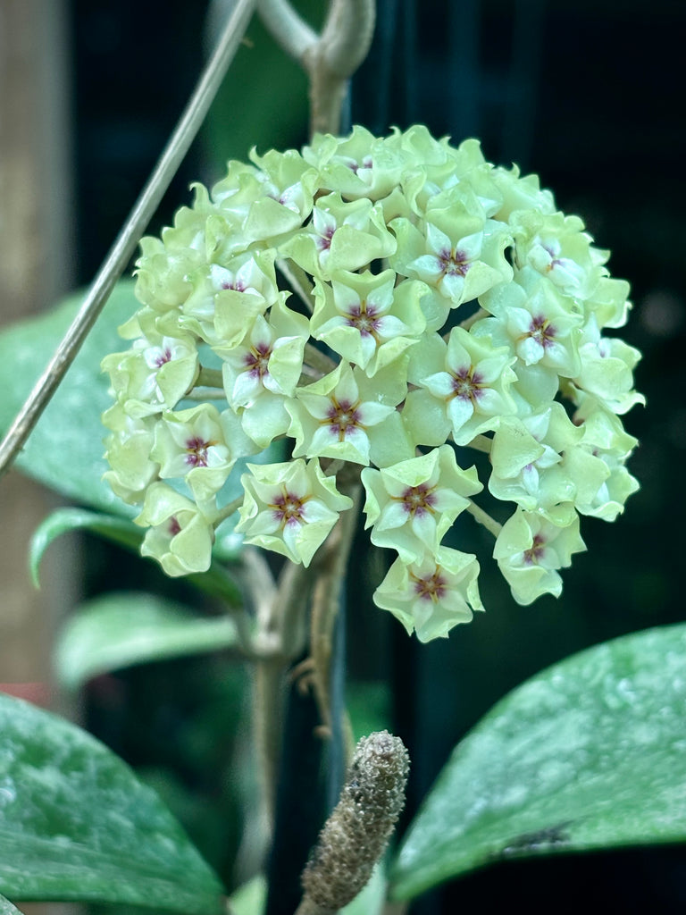 Hoya wibergiae IML 1618 H91