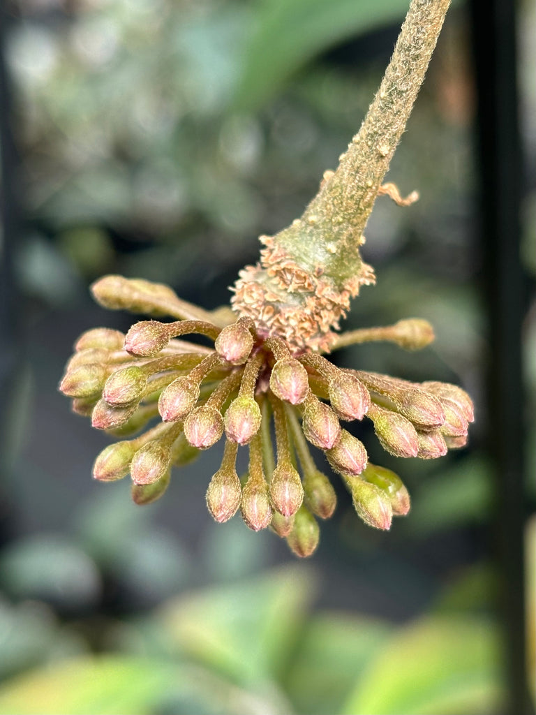 Hoya species 'Pink' H193