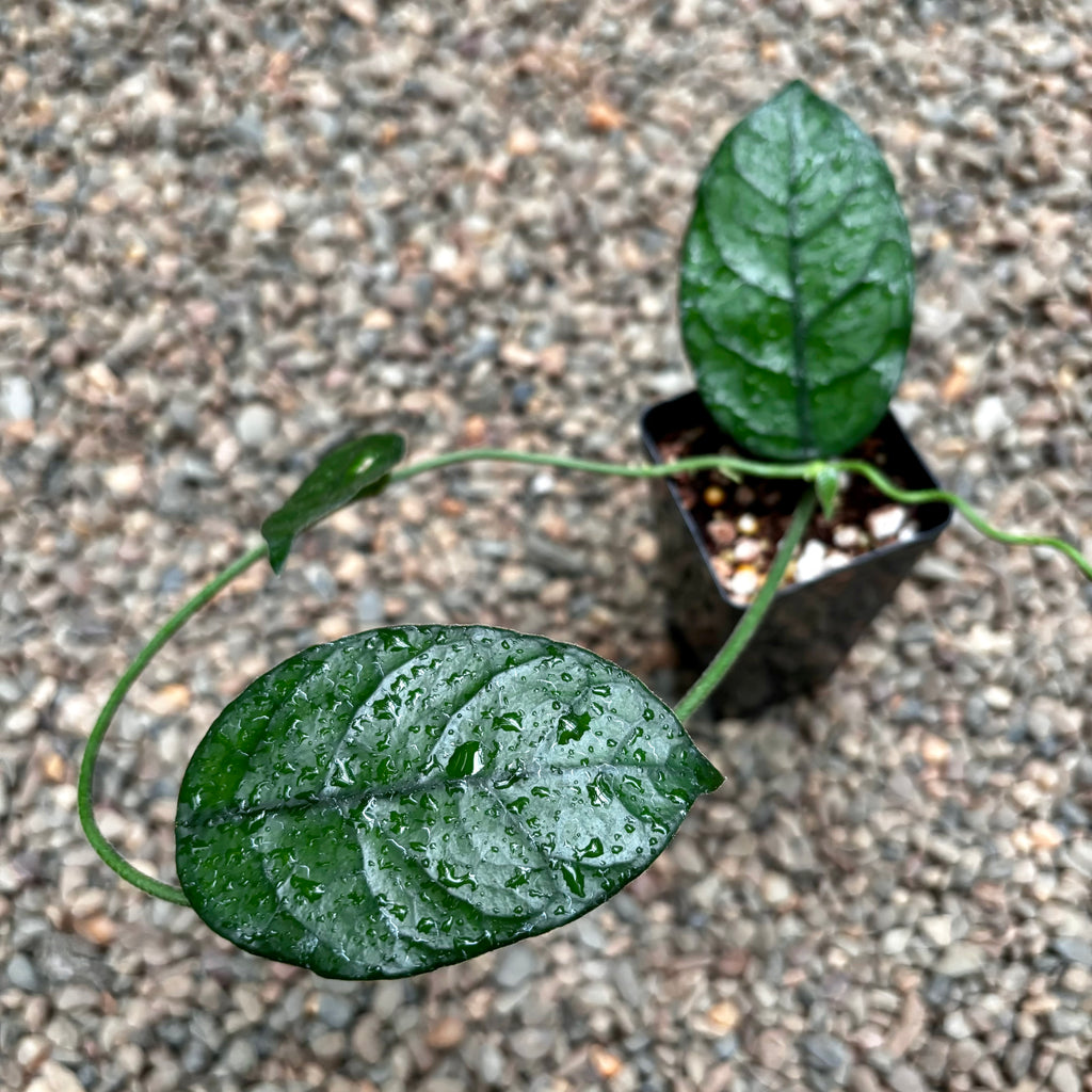 Hoya villosa 'Cao Dang' H394