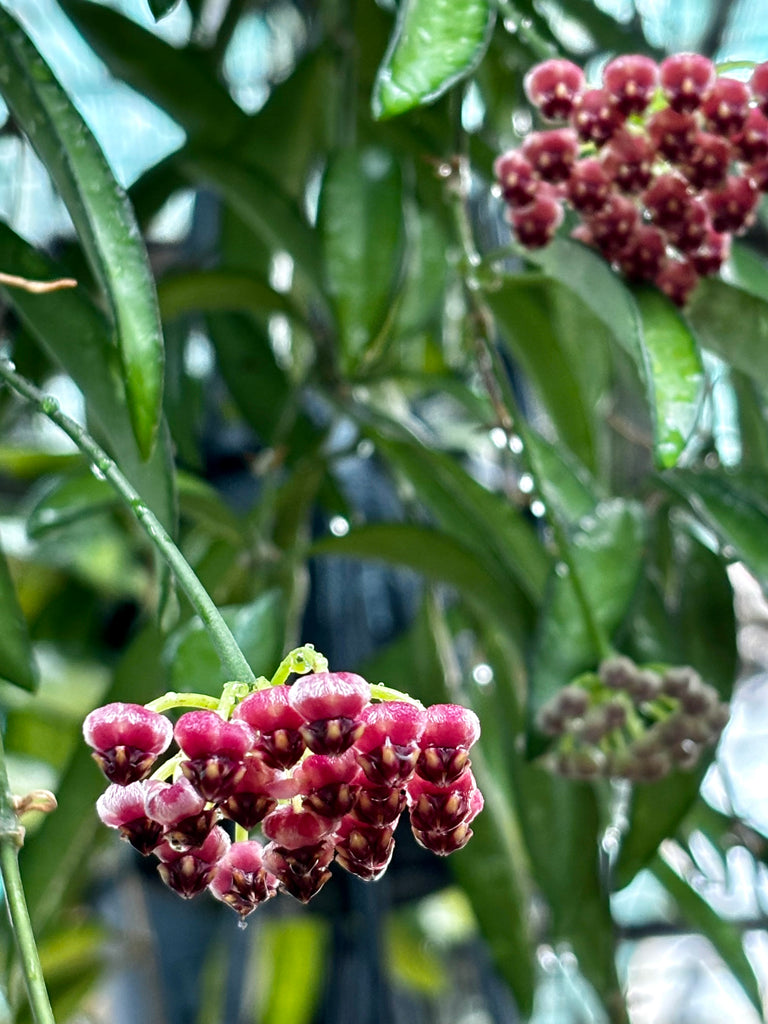 Hoya wayetii IML 1540 H89