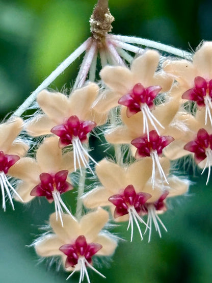 Hoya flagellata (gold) H344