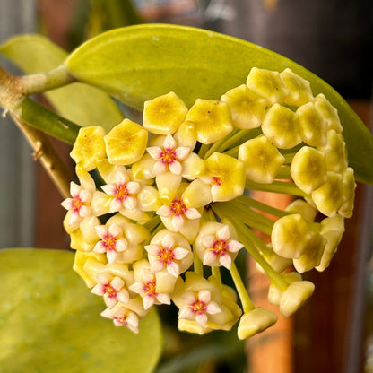 Hoya 'Christine' H180