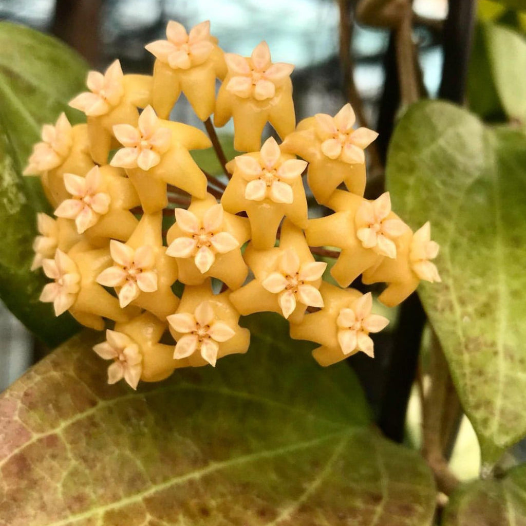 Hoya nicholsoniae H4