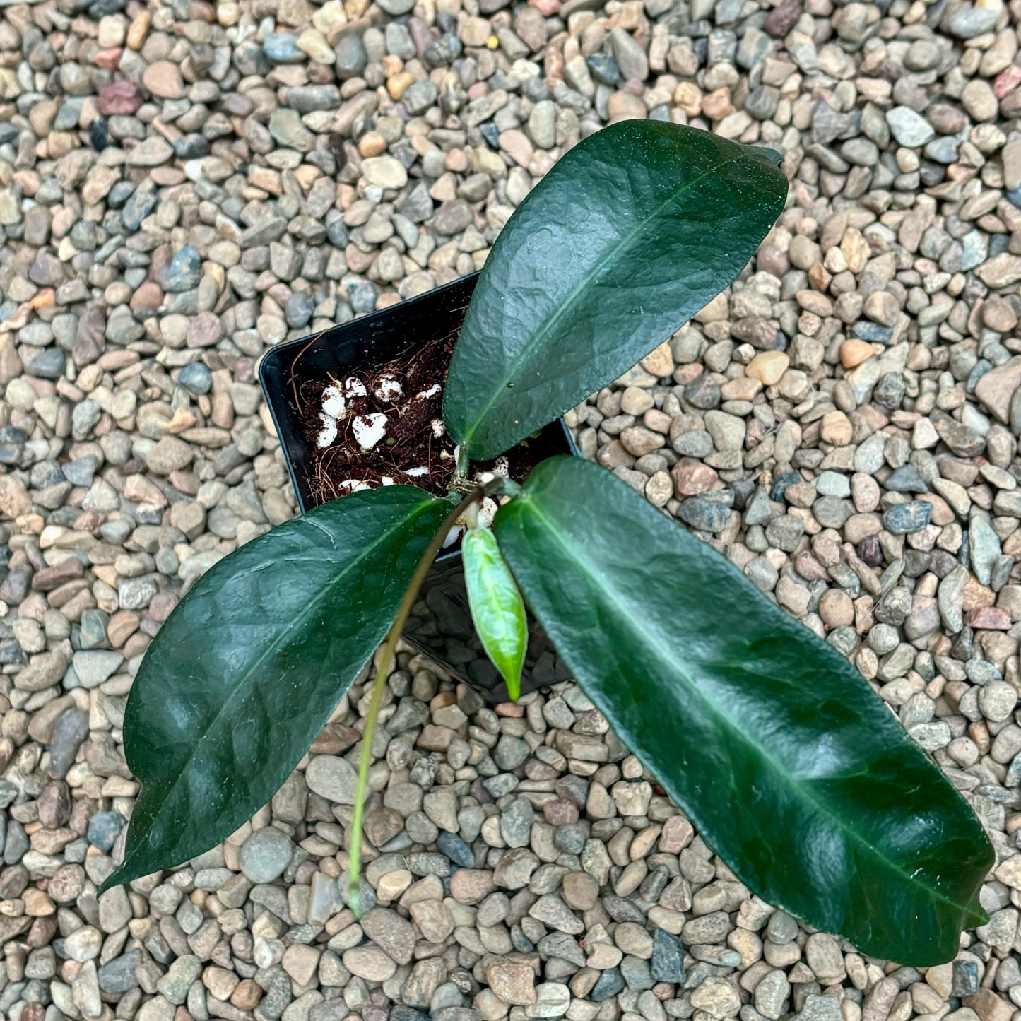 Hoya megalaster IML 1080 H66
