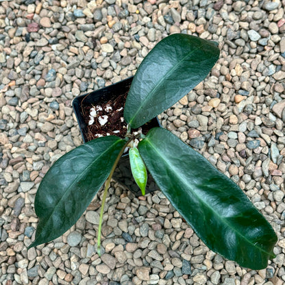 Hoya megalaster IML 1080 H66