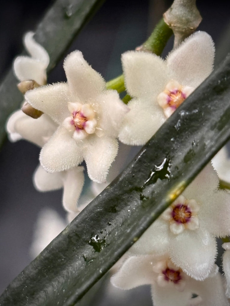 Hoya shepherdii IML 0048 H148
